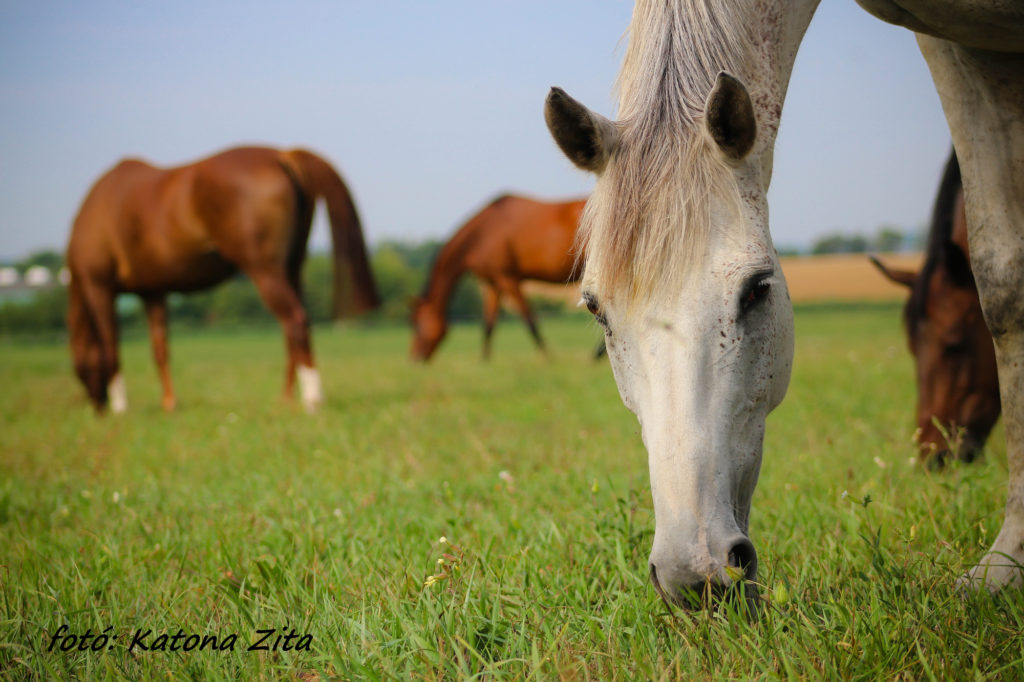 Mares on the pasture