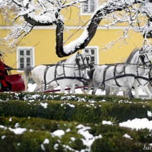 Five-horse sleigh
