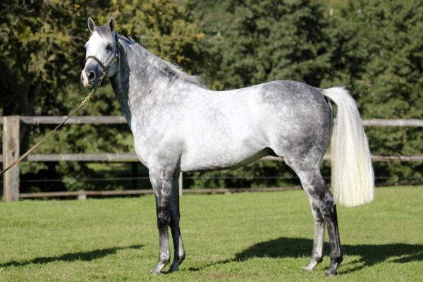 S. Silver Frost (IRE)