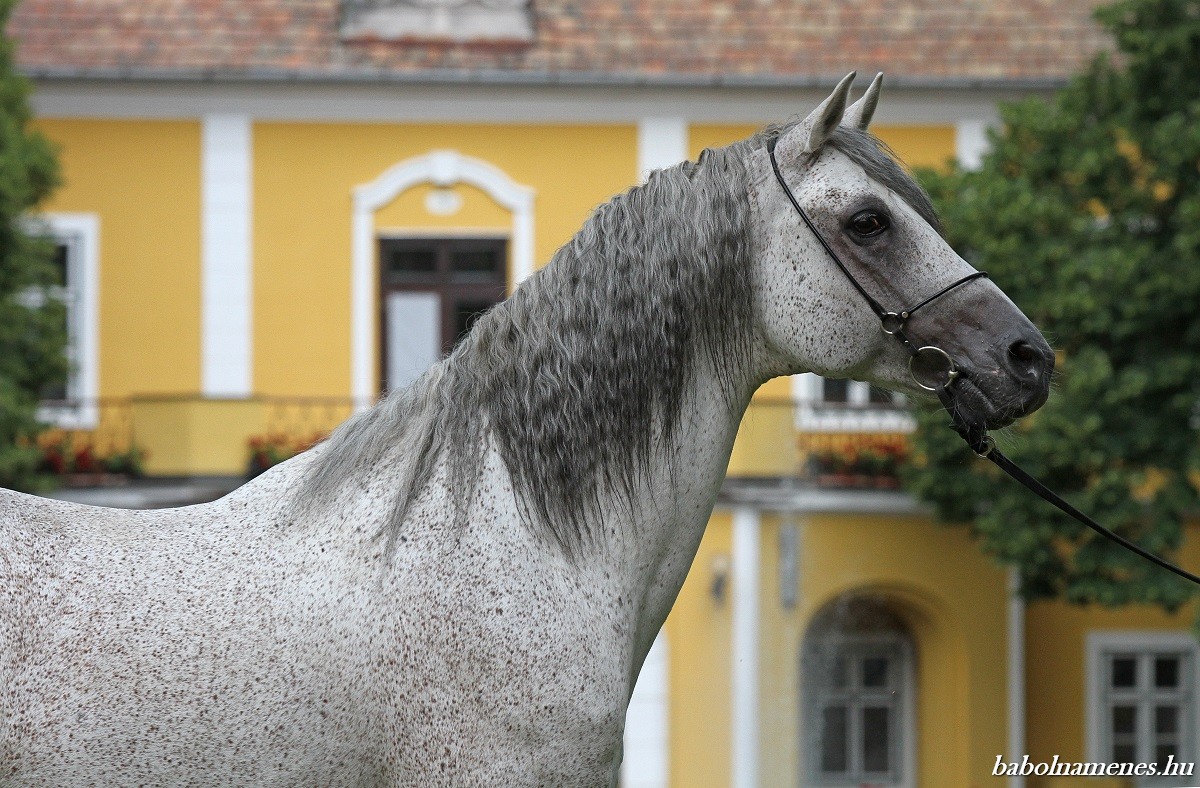 eladó arab teliver lovak olcsón