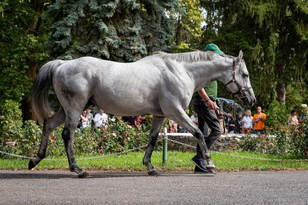 Gutaifan (IRE)