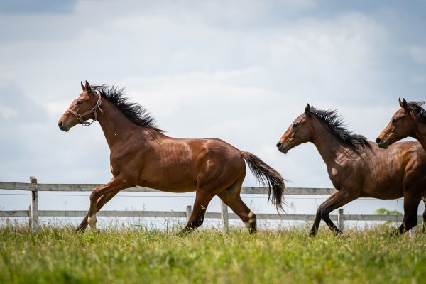 Angol Telivér Ménes